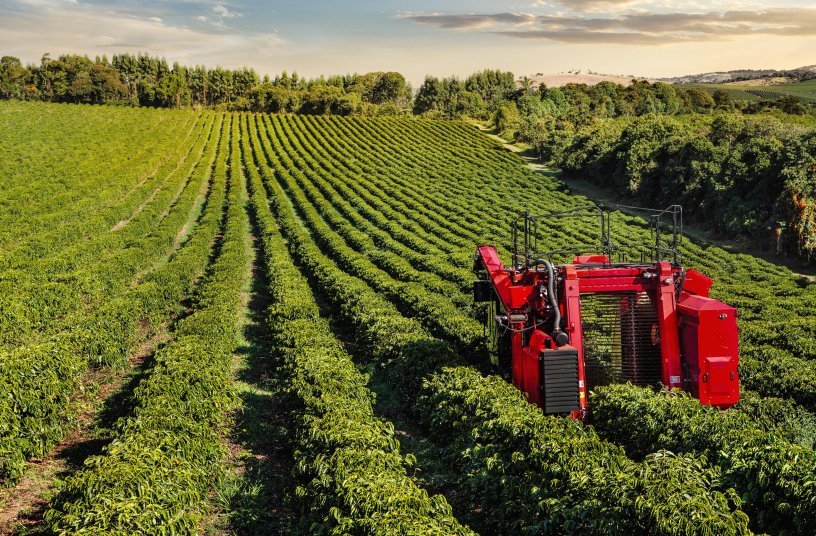 Giá nông sản hôm nay 2/8/2025: Cà phê áp sát mốc 100.000 đồng/kg, hồ tiêu duy trì ổn định