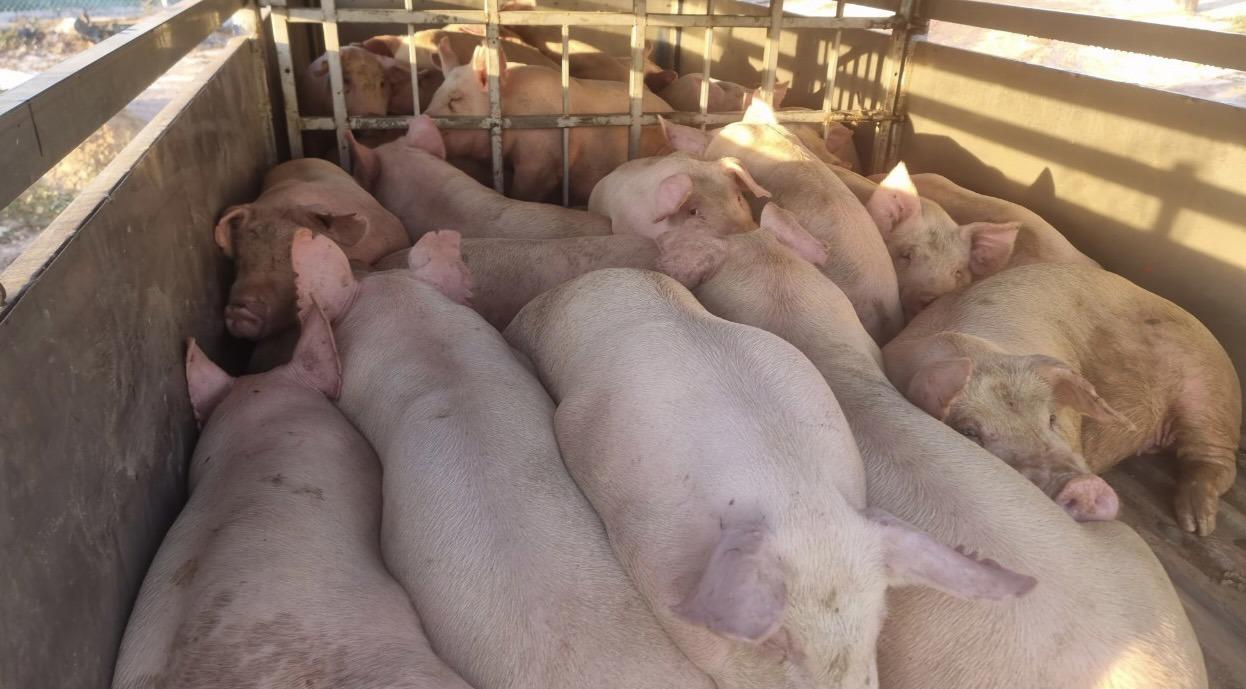 UBND tỉnh Lâm Đồng yêu cầu, các lực lượng liên quan ngăn chặn và xử lý nghiêm các trường hợp vận chuyển lợn trái phép