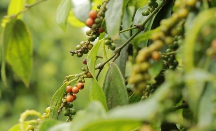 Giá nông sản hôm nay 11/8/2025: Cà phê và hồ tiêu