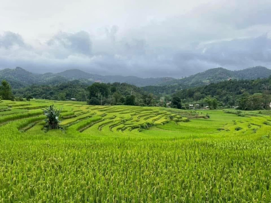 Bên cạnh đó là những thửa ruộng bậc thang thơ mộng và kỳ vĩ. 1000040296.jpg