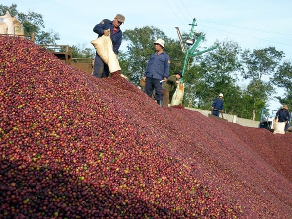 Giá nông sản hôm nay 22/8: Cà phê chạm mốc cao nhất 2 tháng qua, hồ tiêu có diễn biến bất ngờ