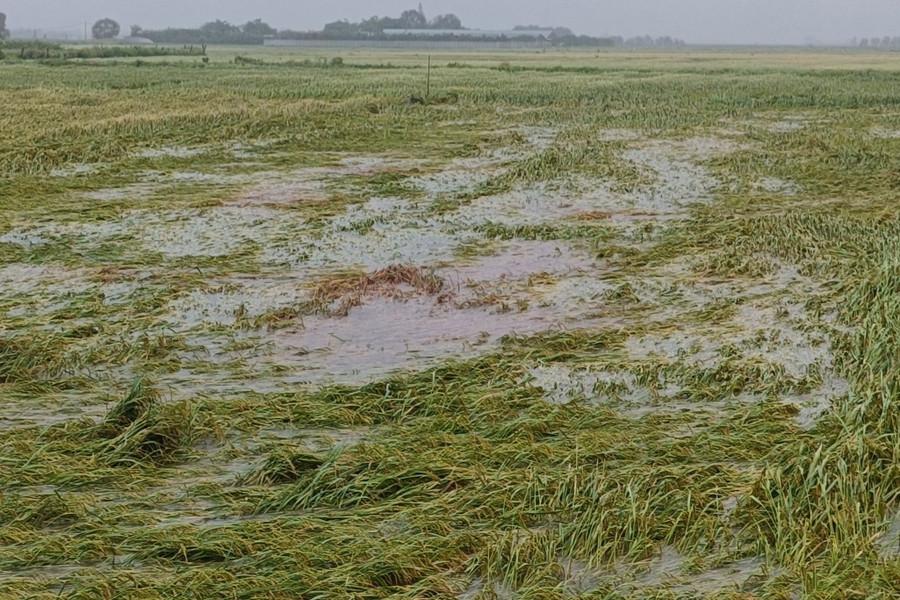 Nhiều diện tích lúa ở xã Cẩm Hưng (Hà Tĩnh) bị ngã trước khi bão vào. (Ảnh: Danh Cường) Nhiều diện tích lúa ở xã Cẩm Hưng (Hà Tĩnh) bị ngã trước khi bão vào. (Ảnh: Danh Cường)