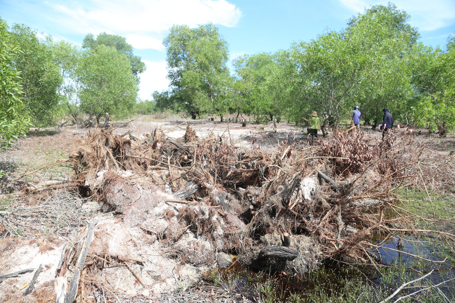 Gốc cây được xới lên và vận chuyển đi nơi khác. pha-rung-phong-ho-1.jpg