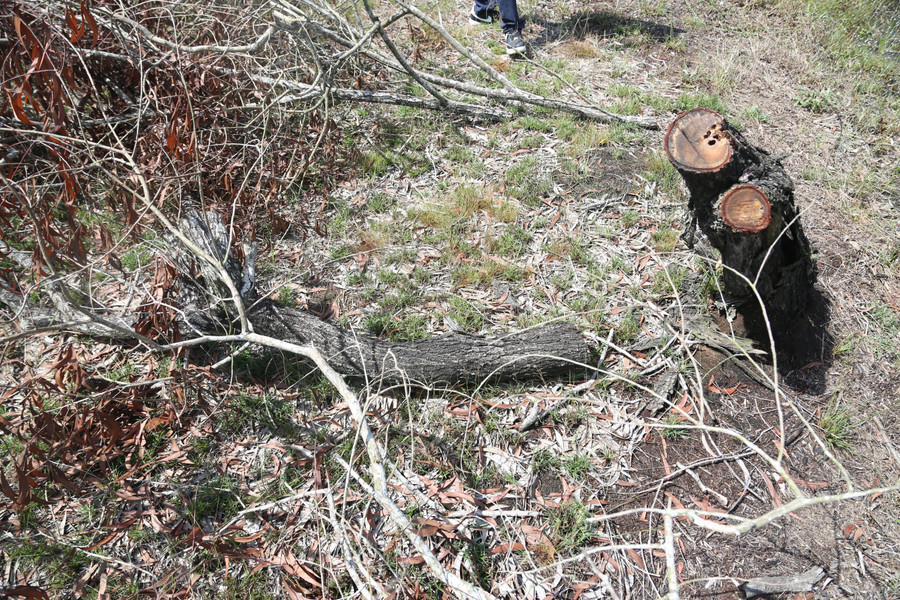 Loài cây có chức năng phòng hộ, chắn cát bị "bức tử". pha-rung-phong-ho-4.jpg
