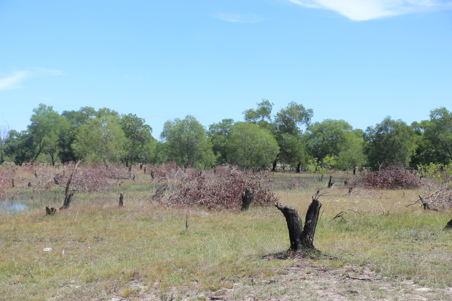 Cây tràm có chức năng phòng hộ bị cưa hạ hàng loạt. pha-rung-phong-ho-6.jpg