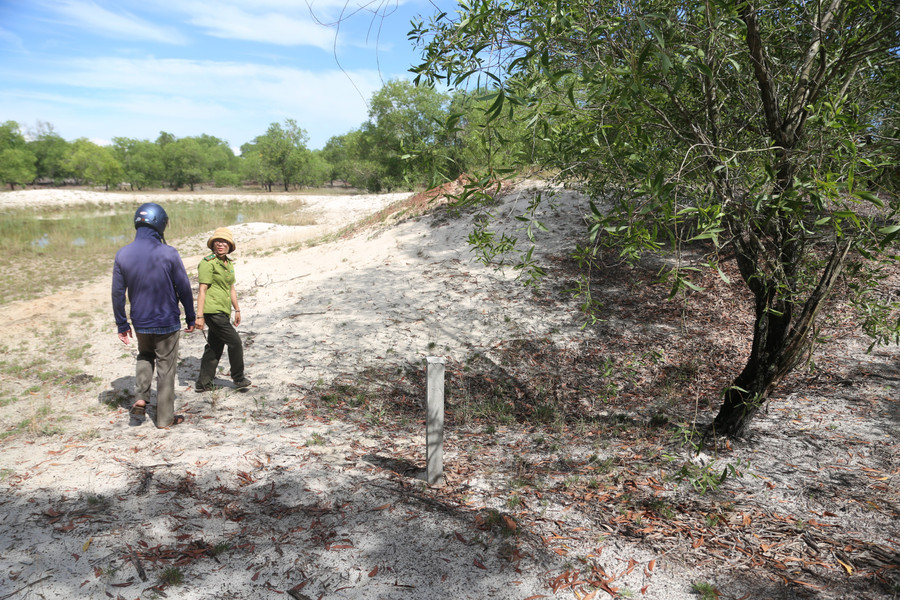 Một số cột bê tông được cắm lên giữa rừng phòng hộ. img-2125.jpg