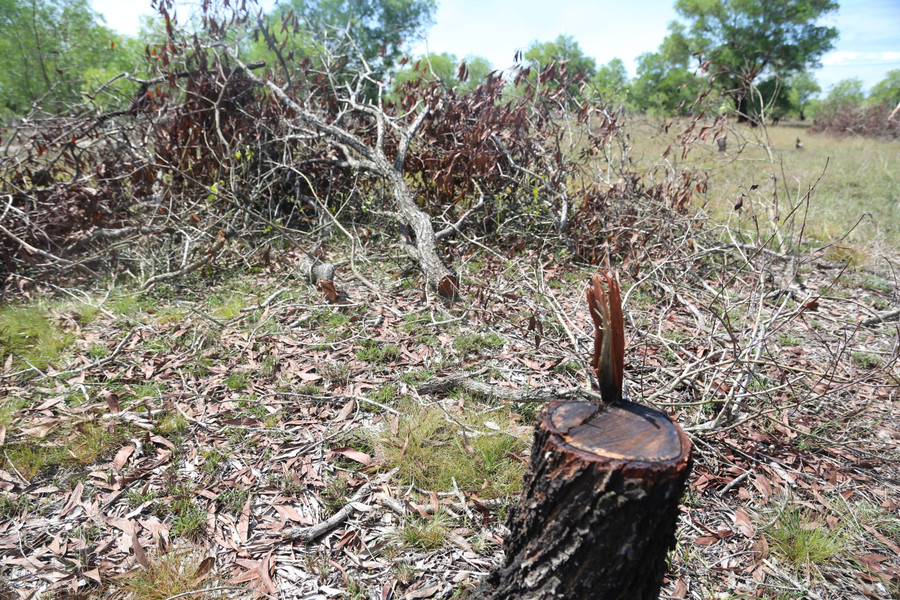 Một cây bị cưa hạ có đường kính hơn 20cm. pha-rung-phong-ho-5.jpg