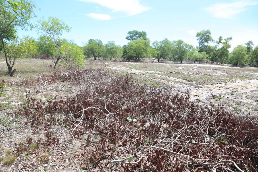 Một khu vực đã được dọn sạch nhưng vẫn còn dấu vết cành nằm ngổn ngang. img-2222.jpg