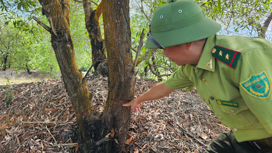 Cây xanh bị cắt xung quanh thân. 1000015329.jpg