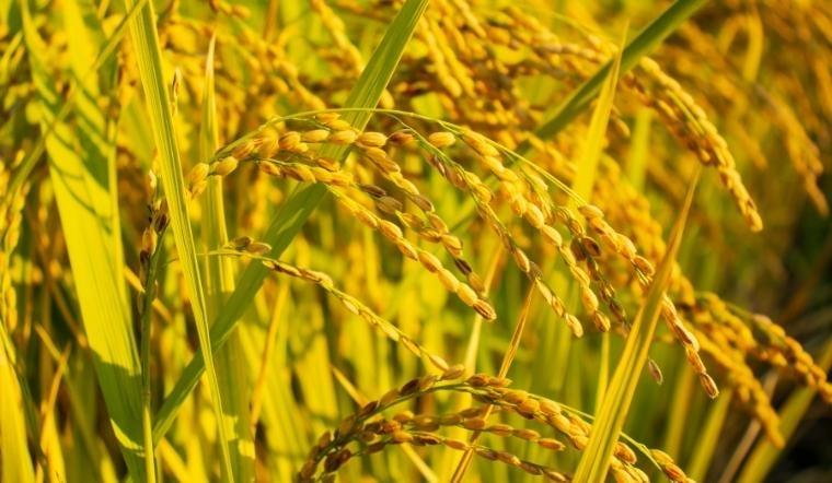 Giá lúa gạo hôm nay tại nhiều tỉnh ĐBSCL giảm nhẹ 50 – 100 đồng/kg