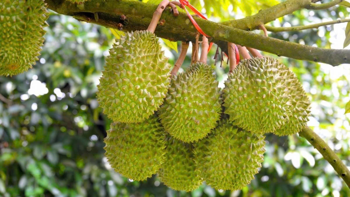 Giá sầu riêng hôm nay 18/9 tăng 2.000 đồng/kg