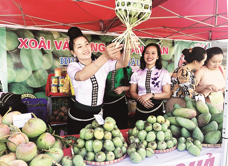 Xoài tròn là nông sản chủ lực của Yên Châu