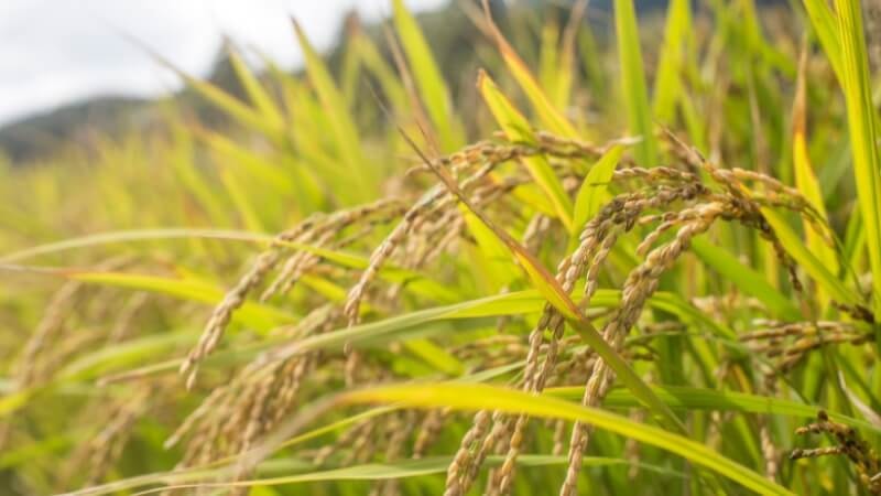 Giá lúa gạo hôm nay 25/9: Thị trường ổn định
