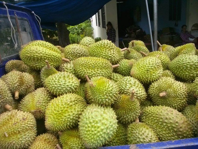 Giá sầu riêng hôm nay 8/8 giữ ổn định tại nhiều vùng, Musang King giảm mạnh
