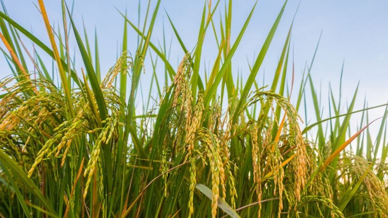 Giá lúa gạo hôm nay 5/10: Duy trì ổn định sau đà giảm