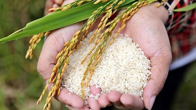 Giá lúa gạo hôm nay 12/10: Giá gạo nguyên liệu giảm nhẹ