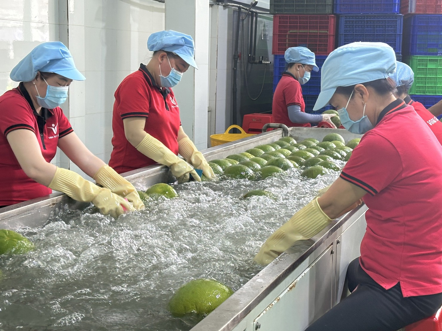 Doanh nghiệp Việt Nam xử lý trái cây xuất khẩu sang châu Âu. Ảnh: T.H