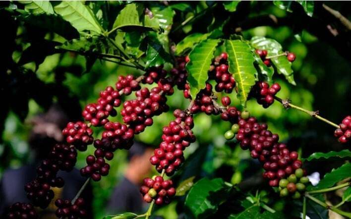 Thời tiết bất lợi khiến năng suất cà phê thiệt hại đáng kể, đồng thời làm đình trệ quá trình thu hái, phơi sấy và chế biến, khiến tiến độ sản xuất vụ mới bị chậm trễ nghiêm trọng. Ảnh minh hoạ