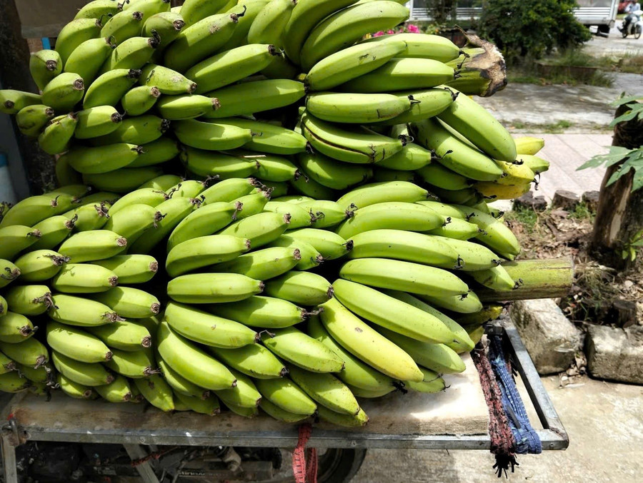 Chuối già lùn, loại cây đem lại nguồn kinh tế cho bà con vùng cao A Lưới, Huế.