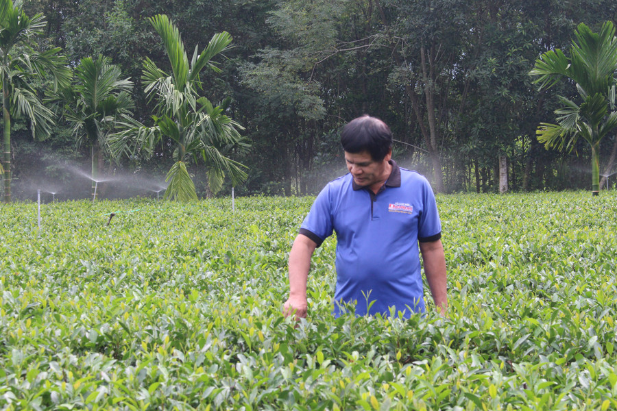 Ông Triệu Văn Nguyện, người dân tộc Tày ở xóm Đồng Phủ 1 chăm sóc vườn chè của gia đình. img-7366.jpg