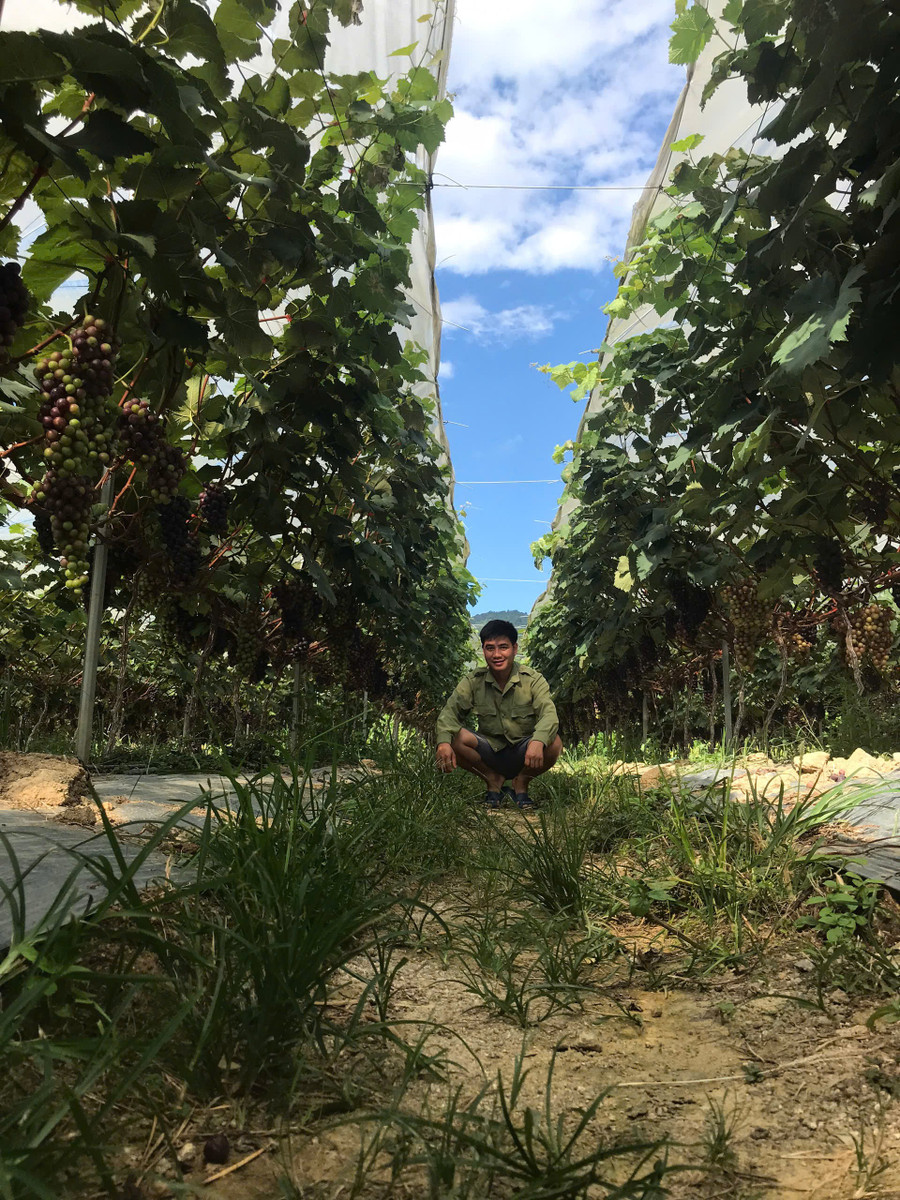 vuon-nho-cua-anh-thanh-dat-nang-suat-cao.jpg