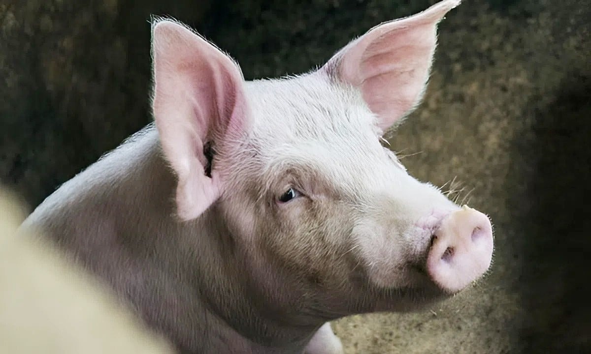 Giá heo hơi hôm nay 5 12 Miền Bắc đạt đỉnh mới 61.000 đồng kg, miền Nam nhích nhẹ