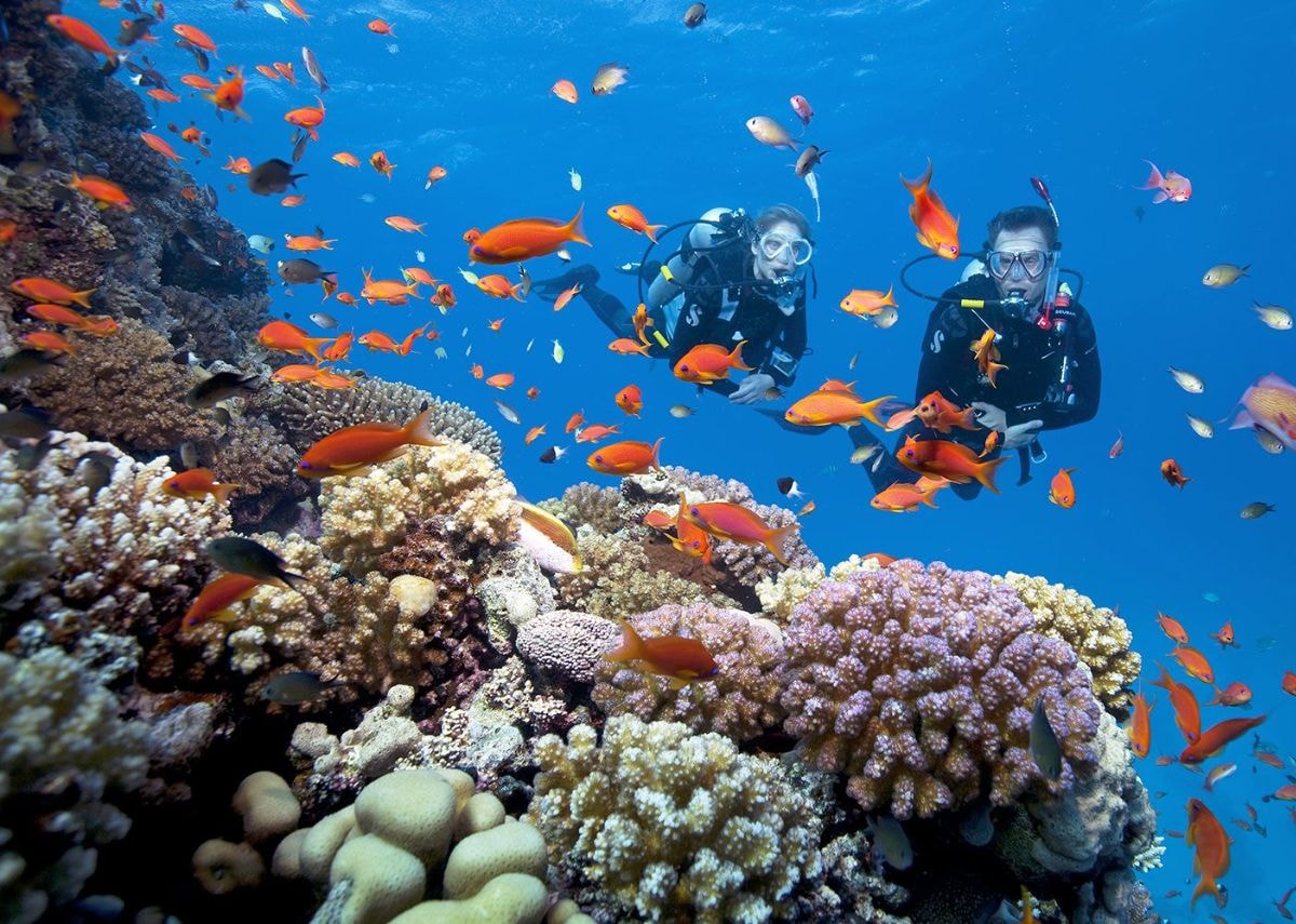 Lặn ngắm san hô tại đảo Đồi Mồi
