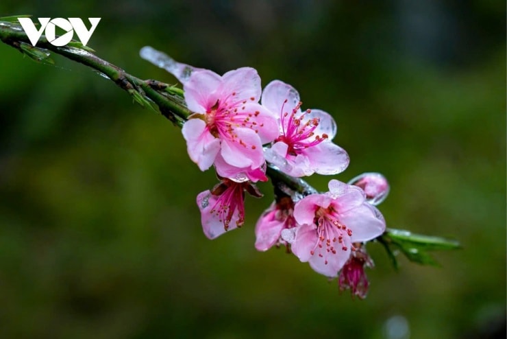 Sức sống mãnh liệt của hoa cỏ và con người trên vùng cao nguyên đá.