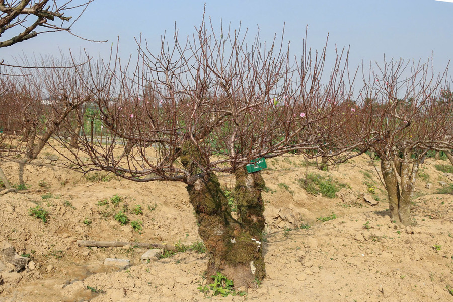 Những gốc đào cổ thụ với thân mình xù xì, rêu mốc. vuon-dao-5.jpg