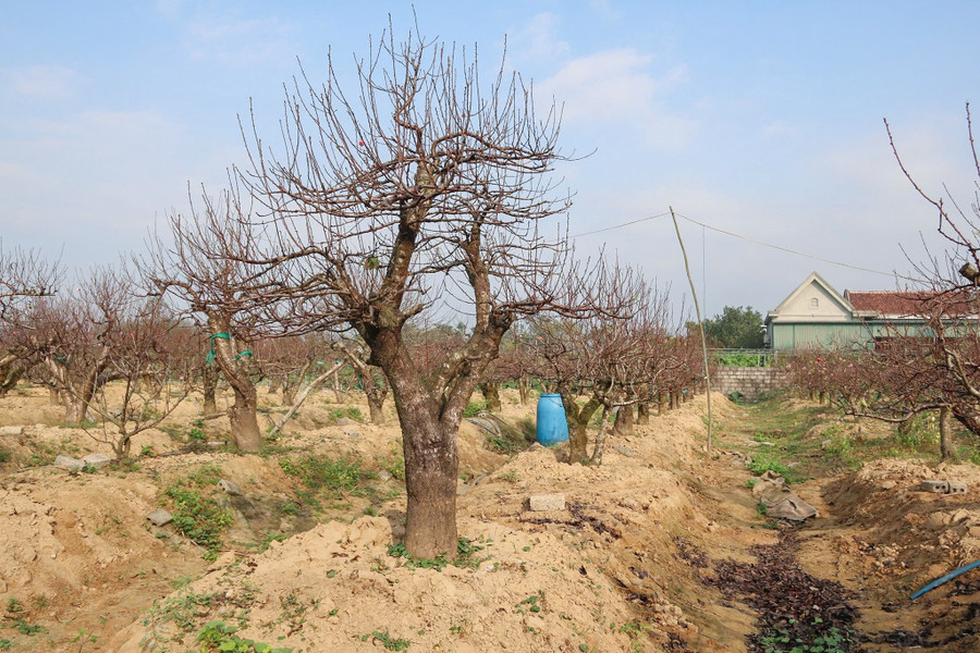 Vườn của ông Hoàn có hơn 150 gốc đào cổ thụ. vuon-dao-9.jpg