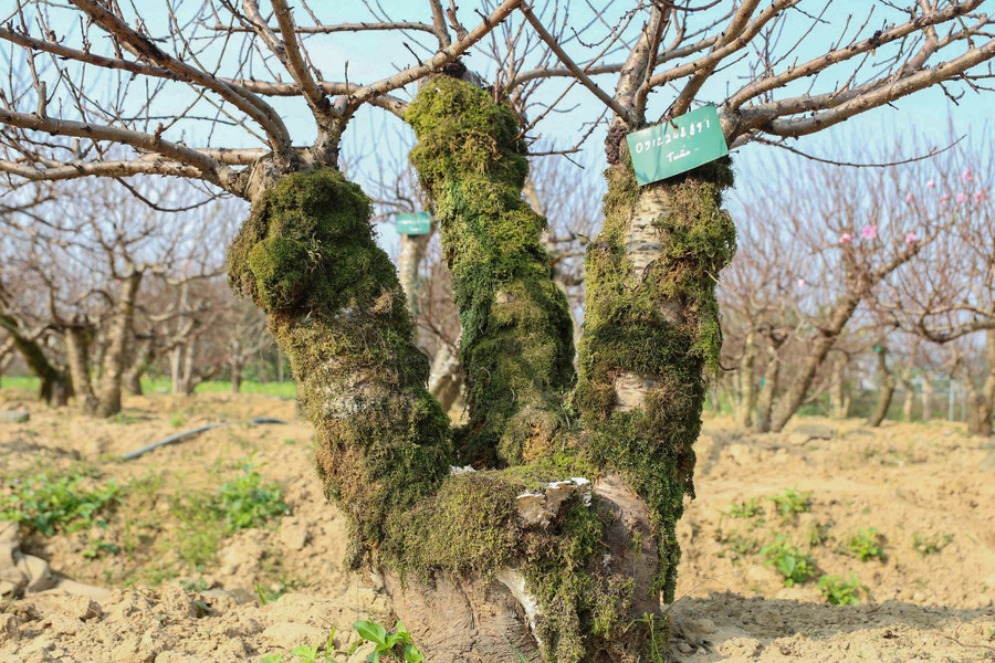 Thời điểm này, các gốc đào hầu hết đều có chủ. vuon-dao-6.jpg