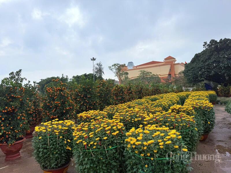 Hoa Tết năm nay đa phần giống các năm trước về hình thức và chủng loại.