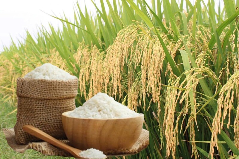 Giá lúa gạo hôm nay ngày 11/5: Gạo xuất khẩu nguyên liệu đảo chiều giảm, lúa tươi vững giá. Ảnh: Thanh Minh.