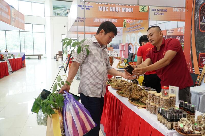 Đa dạng các hoạt động xúc tiến thương mại, kết nối tiêu thụ cho sản phẩm Sâm Ngọc Linh