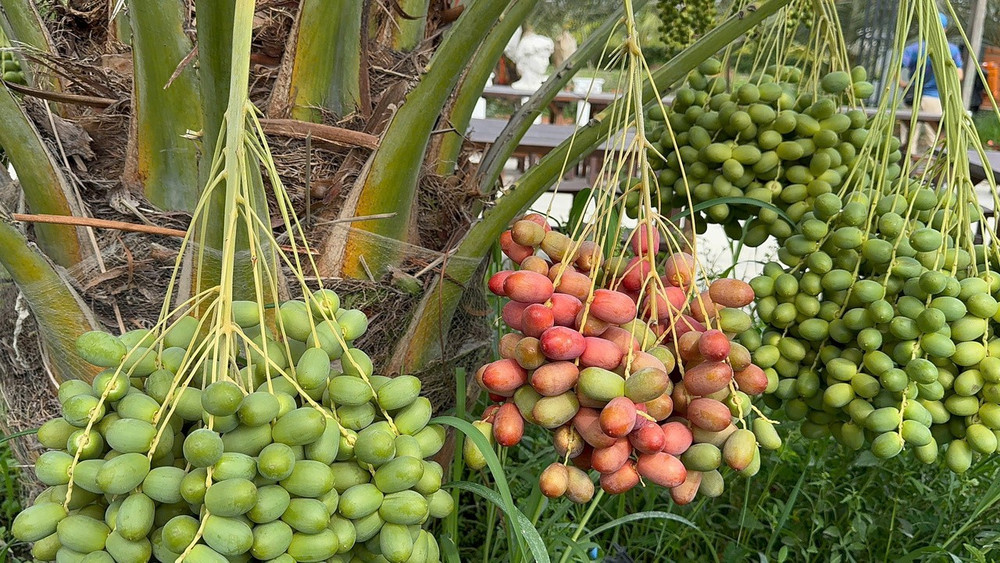 Bỏ ngoài tai những lời can ngăn "đất Đồng Tháp mùa mưa ngập nước, cây chịu hạn cắm rễ sao nổi", anh Hòa tự mày mò kỹ thuật, quyết tâm biến điều không thể thành có thể. (Ảnh: Trí Trần)