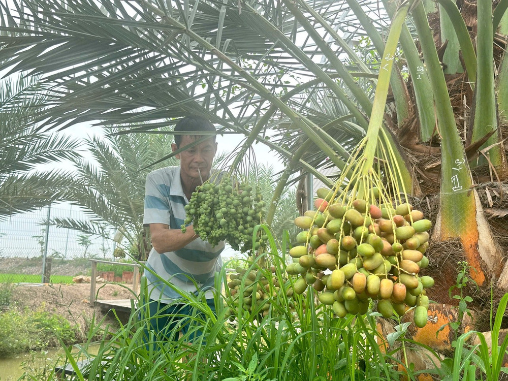 Từ vài chục gốc ban đầu, hiện khu vườn đã sở hữu hơn 100 cây chà là cấy mô có nguồn gốc Trung Đông, gồm giống Barhi (trái vàng) và Khenaizy (trái đỏ) nổi tiếng với vị ngọt thanh, giòn rụm và mọng nước. (Ảnh: Trí Trần)