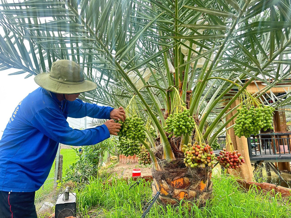 Chà là không kén đất, nhưng để cây đơm hoa kết trái đầm đìa là cả một nghệ thuật chăm sóc vô cùng kỳ công. Anh Đỗ Thanh Song – người trực tiếp bắt mạch cho vườn cây nhiều năm qua nói công việc này đòi hỏi sự tỉ mỉ như chăm con mọn."Cực nhất là khâu thụ phấn và tuyển trái. Cây chà là đầy gai góc, phải cắt trụi gai mới can thiệp làm bông được. Thụ phấn phải me đúng ngày nắng ráo mới đậu quả cao. Sau 45 ngày, lại phải kiên nhẫn lặt bỏ từng trái đèo, trái méo để những quả giữ lại được tròn trịa, lên màu chuẩn nhất." (Ảnh: Trí Trần)