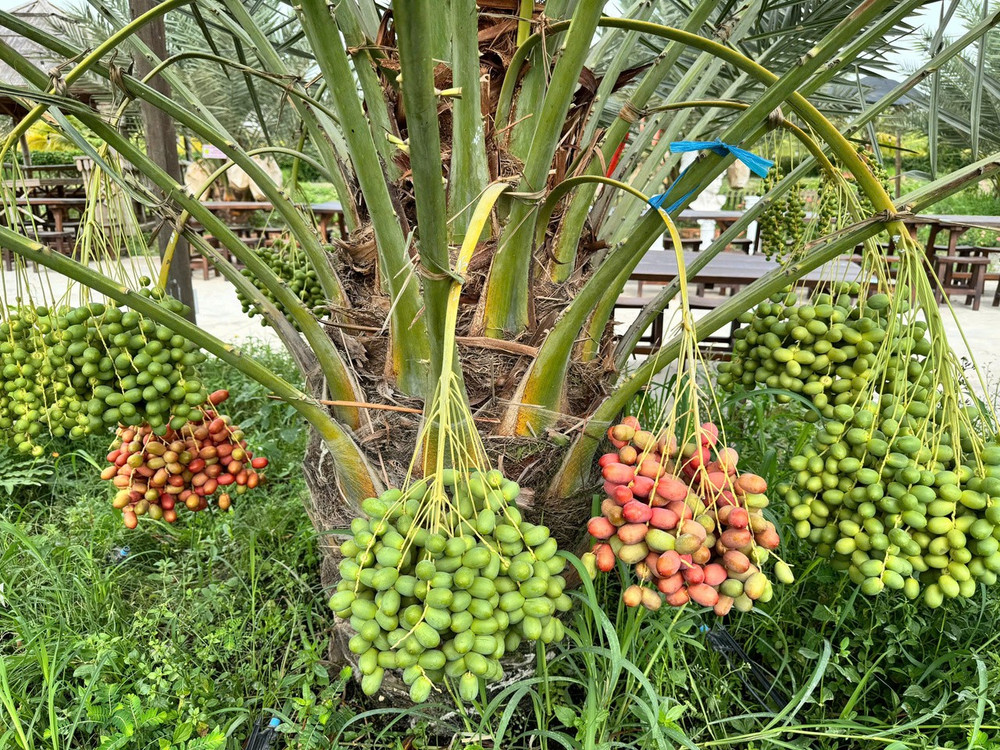 Sự xuất hiện của chúng không chỉ phá vỡ ranh giới về khí hậu mà còn thổi một luồng gió mới, tô điểm cho bức tranh nông nghiệp vùng biên viễn thêm phần rực rỡ. (Ảnh: Trí Trần)