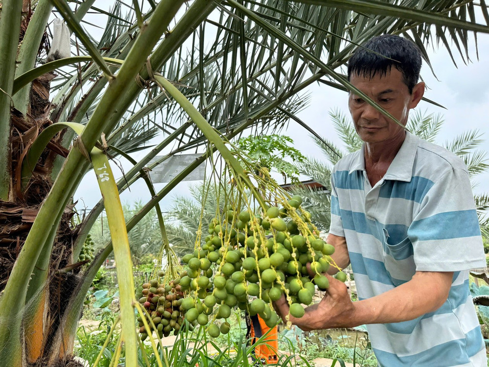 Chị Lê Ngọc Trân (Cao Lãnh) và anh Nguyễn Hoàng Phương (Sa Đéc) vừa đặt chân đến vườn đã phải thốt lên kinh ngạc: "Nhìn trên mạng đã thấy lạ, tới nơi còn ấn tượng hơn. Thật khó tin ở vùng biên Đồng Tháp lại có cả một vườn chà là đẹp như tranh vẽ thế này!" anh Phương tâm sự. (Ảnh: Trí Trần)