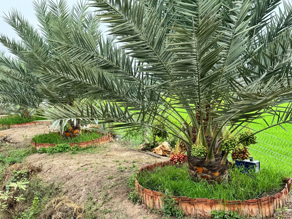 Khung cảnh ngỡ chỉ có trên phim ảnh ấy đang hiện diện ngay tại khu vườn của anh Đinh Nhựt Hòa, trở thành thỏi nam châm thu hút sự tò mò của khách thập phương. (Ảnh: Trí Trần)
