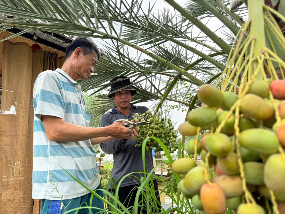 Sự kỳ công ấy cuối cùng cũng được đền đáp bằng những con số ấn tượng. Mỗi cây chà là trưởng thành có thể gánh trên mình 150kg trái/năm, chia làm 3 vụ với 8-10 buồng mỗi đợt. Hiện tại, vườn duy trì 5 cây đực chuyên để lấy phấn. Bước sang năm thứ 4, năng suất cây đã đi vào quỹ đạo ổn định. Với mức giá đắt đỏ từ 300.000 - 450.000 đồng/kg, anh Hòa nhẩm tính vụ này có thể thu về hơn 3 tấn trái, mang lại nguồn lợi nhuận vượt xa cây lúa truyền thống. (Ảnh: Trí Trần)
