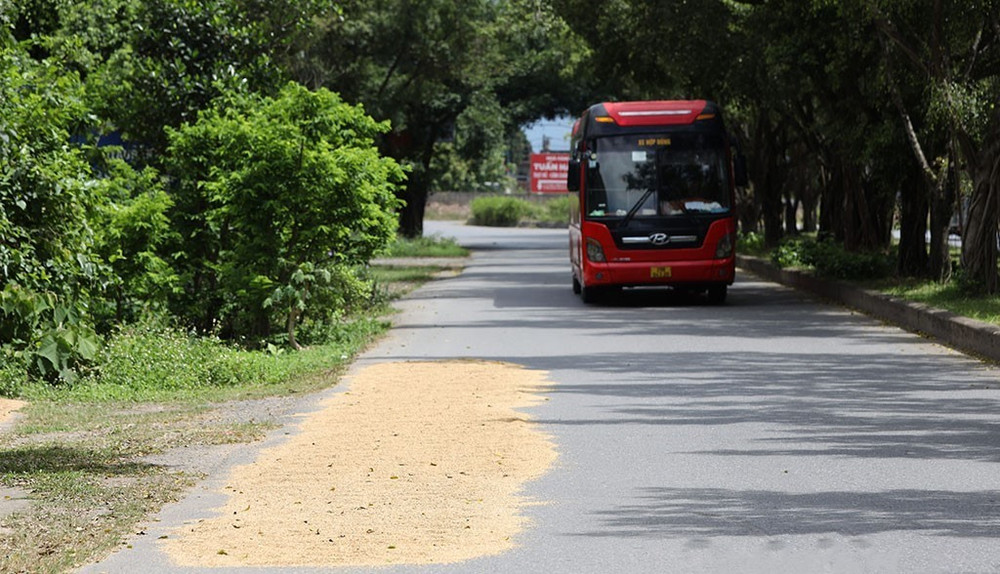 Người dân phơi thóc trên đường Tràng An, phường Tây Hoa Lư (ảnh chụp lúc 10 giờ, ngày 24/5/2026). Ảnh: Viết Dư lua.jpg