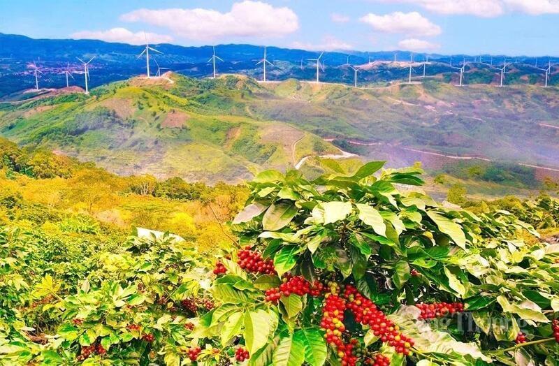 Sắc xanh của hòa bình trải dài trên những triền đồi Khe Sanh - nơi từng là "tọa độ lửa" trong chiến tranh.
