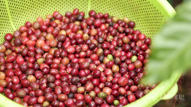Giá cà phê đồng loạt tăng, Arabica bứt phá mạnh nhất trong nhiều tuần. Ảnh minh hoạ
