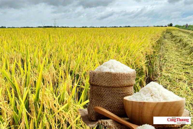 Giá lúa gạo hôm nay ngày 10/7/2026: Gạo Đài Thơm tăng 500 đồng/kg, lúa tươi vững giá.