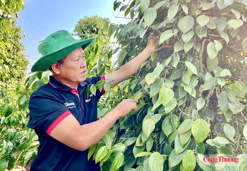 Thu hoạch hồ tiêu tại Gia Lai. Ảnh: Hiền Mai