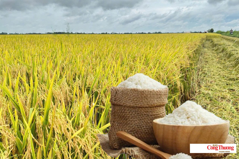 Giá lúa gạo hôm nay ngày 22/7/2026: Gạo xuất khẩu tiếp đà tăng, lúa tươi vững giá.