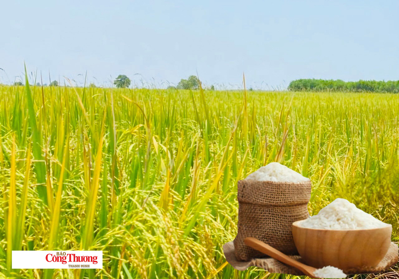 Giá lúa gạo hôm nay ngày 24/7/2026: Gạo Đài thơm tăng 500 đồng/kg, lúa tươi vững giá.