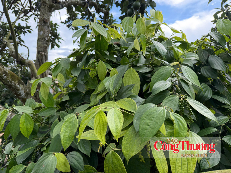 Vườn trồng hồ tiêu tại Lâm Đồng