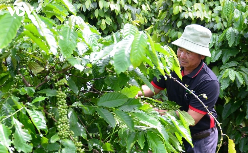 Bản tin nông sản hôm nay (5-8): Giá cà phê chững lại, hồ tiêu ổn định